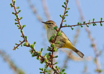 Closeup of Palm Warbler perching in Larch Tree at springtime