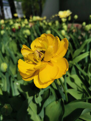 Obraz premium Yellow terry multi-petalled tulip in the sun among green leaves . The festival of tulips on Elagin Island in St. Petersburg.