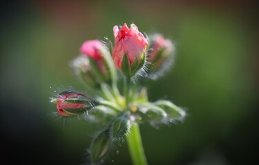 Close up of a flower