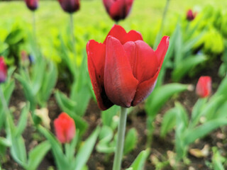 Fototapeta premium A red tulip with dark streaks on the outer side of the petal on a bed of green leaves. The festival of tulips on Elagin Island in St. Petersburg.