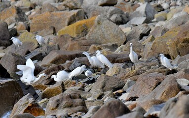 white egrets on the rocks at seaside