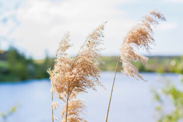 Pampas grass on the lake, reeds, cane seeds. The reeds on the lake sway in the wind against the blue sky and water. Abstract natural background. Beautiful pattern with bright colors