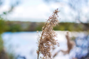 Pampas grass on the lake, reeds, cane seeds. The reeds on the lake sway in the wind against the blue sky and water. Abstract natural background. Beautiful pattern with bright colors