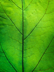 Naklejka na ściany i meble Green leaf with veins, close-up