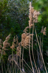 Pampas grass on the lake, reeds, cane seeds. The reeds on the lake sway in the wind against the blue sky and water. Abstract natural background. Beautiful pattern with bright colors