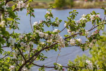 Apple trees in bloom on a bright sunny day, against a bright blue sky and lake. Natural floral seasonal background.Beautiful blooming apple orchard, spring day