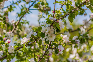 Apple trees in bloom on a bright sunny day, against a bright blue sky and lake. Natural floral seasonal background.Beautiful blooming apple orchard, spring day