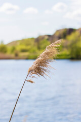 Pampas grass on the lake, reeds, cane seeds. The reeds on the lake sway in the wind against the blue sky and water. Abstract natural background. Beautiful pattern with bright colors