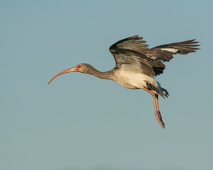 Immature White Ibis in flight