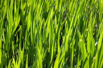 Fototapeta na wymiar Lush green grass on the lawn. Natural natural background. Selective focus