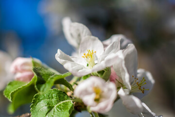 Apple trees in bloom on a bright sunny day, against a bright blue sky. Natural floral seasonal background.Beautiful blooming apple orchard, spring day