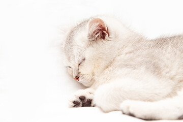 Small white British kitten sleeping on a white blanket.