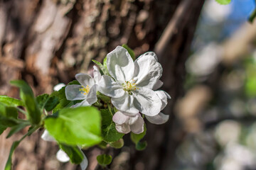 Apple trees in bloom on a bright sunny day, against a bright blue sky. Natural floral seasonal background.Beautiful blooming apple orchard, spring day