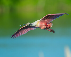 Roseate Spoonbill