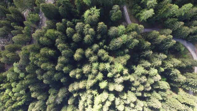 bosco foresta larici abeti verde natura ecologico 