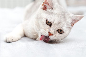 Lazy white British cat washes himself on the bed.