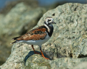 Ruddy Turnstone