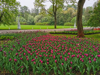 .A large flowerbed with lilac tulips on a spring day among the trees against the background of a  a...