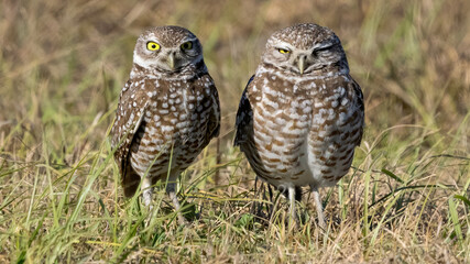 male and female burrowing owls (Athene cunicularia) in Florida.  female was gravid with eggs - looking at camera