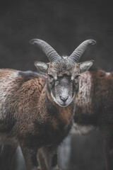 Young mouflon in the forest