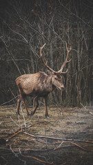 deer in the forest