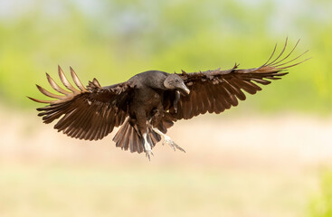 Black Vulture (Coragyps atratusin) flight, Rio Grande Valley, Texas