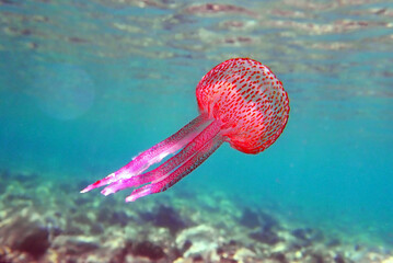 Mauve stinger purple jellyfish - Pelagia noctiluca - obrazy, fototapety, plakaty