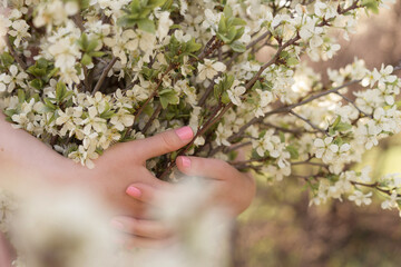 Fototapeta na wymiar cherry blossom in the garden