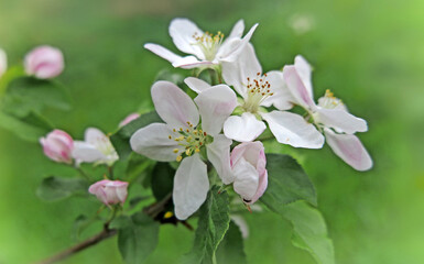 apfelblüte - apple blossoms
