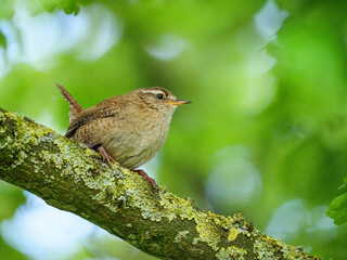 Wren (Troglodytes troglodytes)