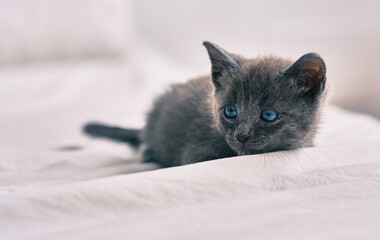 Adorable grey cat laying on the bed.
