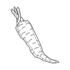 carrot one line food