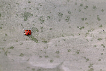 ladybird on a leaf