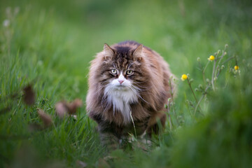 Naklejka na ściany i meble beautiful fluffy cat walking among the grass