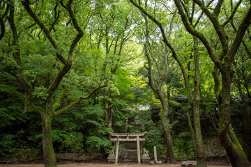 鬱蒼とした森の中に鳥居が一つ。初夏の朝の静かな場所。神戸徳光院