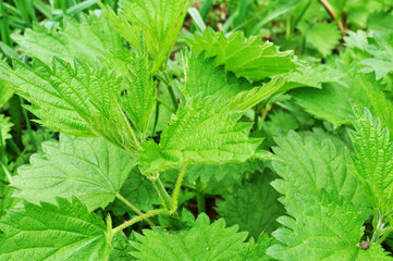 Close-up of several nettle leaves. Green leaves close up.