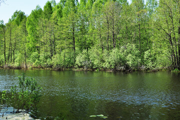 Panoramic spring view of the forest lake. The lake shore is overgrown with large trees and bushes.