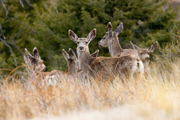 Mule Deer in the Woods