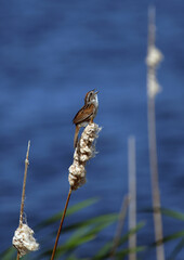 Swamp Sparrow singing in the morning on a cattail