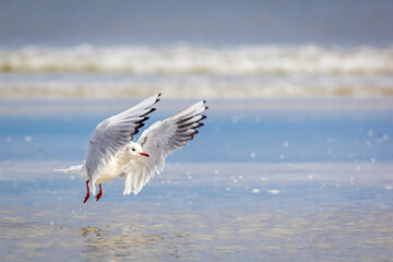 Lachmöve im Landeanflug fliegende Möve Wasser Meer