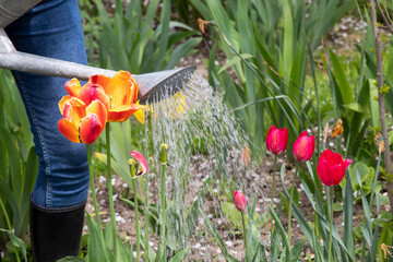 Woman watering plants in the garden. A farmer waters strawberries and flowers in the garden. Plant care. © Natalia