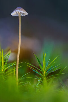 kleiner Helmling Pilz im Wald