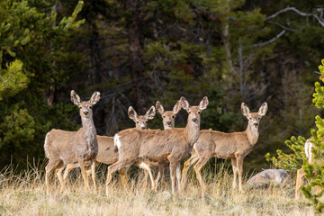 Herd of Curious Deer