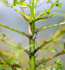 Pine sawfly larvae, Neodiprion spp., are the most common defoliating insects of pine trees, Pinus spp., in Florida.  on hercules club (Zanthoxylum clava-herculis)