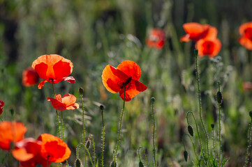 field of blooming wild-growing red poppies in the sunlight and bees collecting nectar.