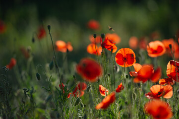 field of blooming wild-growing red poppies in the sunlight and bees collecting nectar.