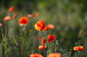 field of blooming wild-growing red poppies in the sunlight.
