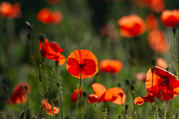Fototapeta premium field of blooming wild-growing red poppies in the sunlight.