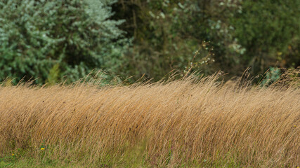 thickets of dry grass in the meadow against the background of deciduous trees.