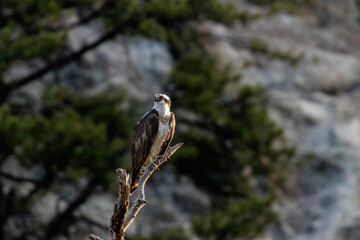Osprey in Eleven Mile Canyon